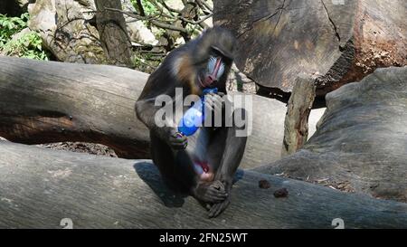 Mandrill ride seduto su un tronco di albero e studiare un flacone di plastica Foto Stock