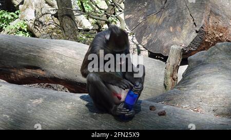 Mandrill ride seduto su un tronco di albero e tenendo un flacone di plastica Foto Stock