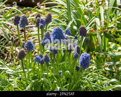 Un gruppo di fiori dell'insolito aspetto muscari armeniacum Foto Stock