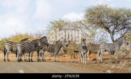 Mandria di famiglia di zebra in piedi insieme in una strada nel Parco Nazionale Kruger, Sud Africa con vista panoramica Foto Stock