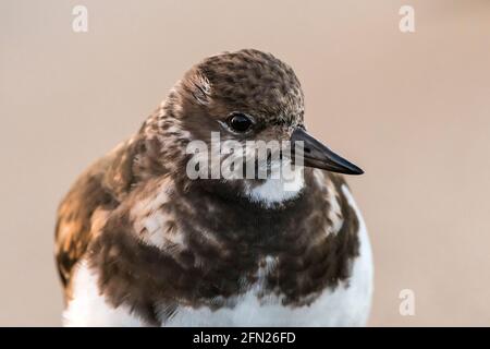 Turnstone (Arenaria Interpres) vista ravvicinata di un uccello adulto. Provincia di Malaga, Andalusia, Spagna. Foto Stock