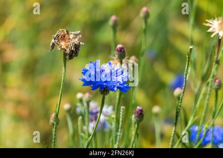 Blaue Kornblume, cyanus segetum, am Rande eines Getreide Feld Foto Stock