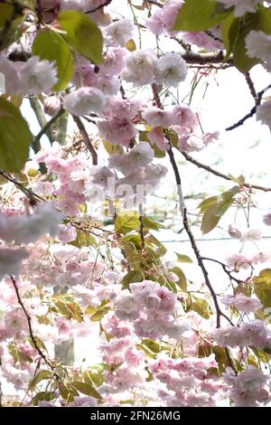 Close-up of cherry blossom on an overhanging Prunus tree Foto Stock