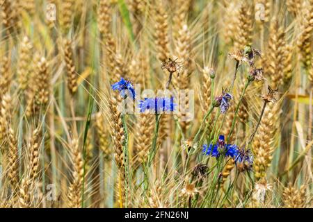 Blaue Kornblume, cyanus segetum, am Rande eines Getreide Feld Foto Stock