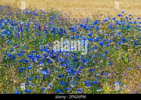 Blaue Kornblume, cyanus segetum, am Rande eines Getreide Feld Foto Stock