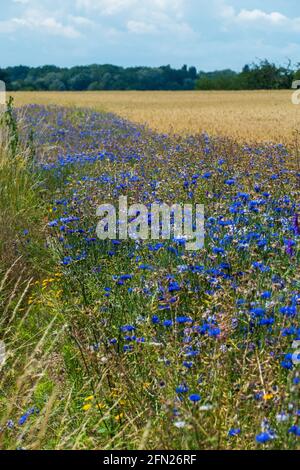 Blaue Kornblume, cyanus segetum, am Rande eines Getreide Feld Foto Stock