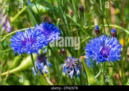 Blaue Kornblume, cyanus segetum, am Rande eines Getreide Feld Foto Stock