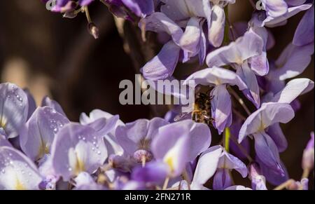 Bumble ape foraging per nettare su wisteria, Bumble ape che raccoglie nettare, Hummel sammelt Nektar auf lila Wistarie Foto Stock