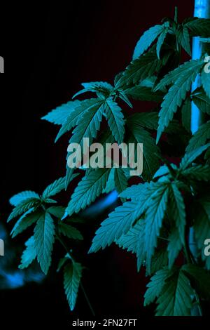 Foglie di marijuana, cannabis sullo sfondo, coltivate per scopi medici Foto Stock