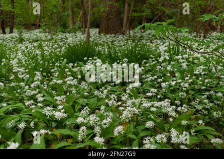 Porro di orso selvatico (latino: Allium ursinum) che cresce nelle foreste nelle colline ondulate del Limburgo del Sud. Questa erba diffonde un aroma specifico nei boschi Foto Stock