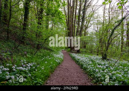 Porro di orso selvatico (latino: Allium ursinum) che cresce nelle foreste nelle colline ondulate del Limburgo del Sud. Questa erba diffonde un aroma specifico nei boschi Foto Stock