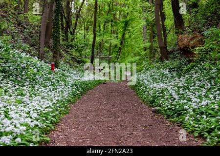 Porro di orso selvatico (latino: Allium ursinum) che cresce nelle foreste nelle colline ondulate del Limburgo del Sud. Questa erba diffonde un aroma specifico nei boschi Foto Stock