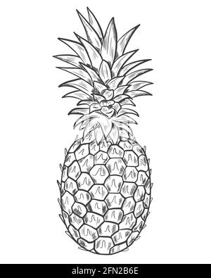 Schizzo di ananas. Vettore. Frutta esotica intera. Disegno su sfondo bianco. Disegno a mano. Singola grande frutta di ananas, immagine semplice. Illustrazione Vettoriale