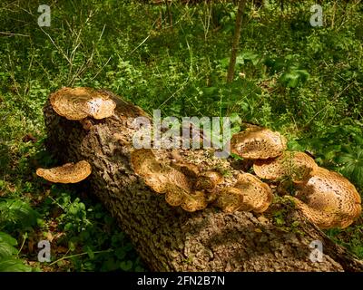 I funghi posteriori di Dryad Saddle aka fagiano ( Cerioporus squamosus, Polyporus squamosus) che crescono su un tronco morto, Lancaster County, Pennsylvania, USA Foto Stock