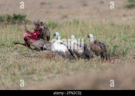 Gli avvoltoi aspettano di dondolarsi sul pasto grande della hyena. KENYA: LE IMMAGINI DI GORY hanno catturato un wildebeest con i SUOI GUAI appesi fuori dopo essere stati attaccati da un Foto Stock