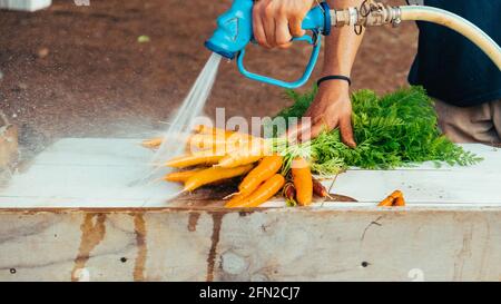 pulizia di carote di diversi tipi e colori, raccolta naturale, ortaggi biologici Foto Stock