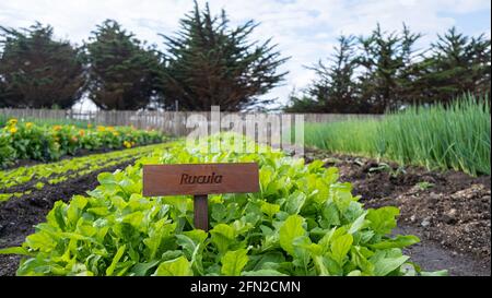 Impianto di rucola in crescita in orto biologico. Foto Stock
