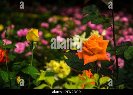 Fiori di rosa cinesi in fiore in giardino Foto Stock