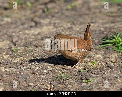 Wren a terra raccogliendo i capelli del cavallo per nido Foto Stock