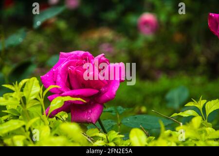 Fiori di rosa cinesi in fiore in giardino Foto Stock