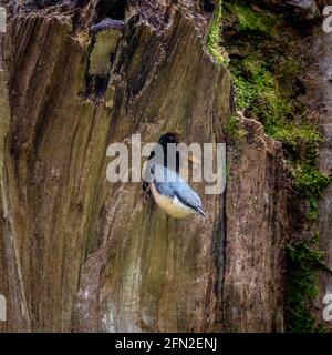 Un nuthatch Sitta europaea occupato nella zona intorno al suo nidificazione del foro in un albero vecchio Foto Stock