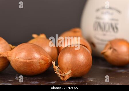 Cipolle intere grezze non pelate su fondo scuro Foto Stock