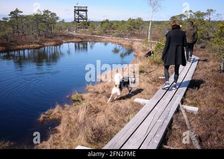 Visitatori con cani che camminano sulle passerelle della grande Ķemeri Rised Bog nel Parco Nazionale di Kemeru Lettonia Foto Stock