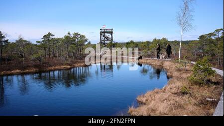 Visitatori con cani che camminano sulle passerelle della grande Ķemeri Rised Bog nel Parco Nazionale di Kemeru Lettonia Foto Stock