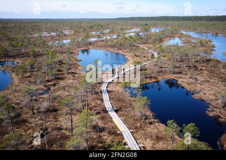 Visitatori con cani che camminano sulle passerelle del Big Ķemeri Rised Bog nel Parco Nazionale di Kemeru Lettonia Foto Stock