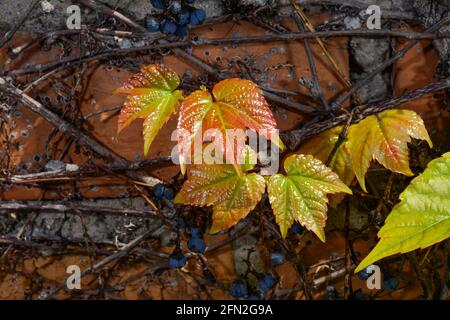 Uva selvatica su un muro di mattoni di un building.Young foglie sullo sfondo delle uve dello scorso anno. Foto Stock