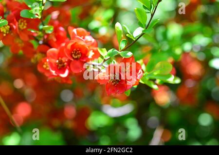 Fiori di henomeles in primavera nel giardino. Primo piano. Foto Stock