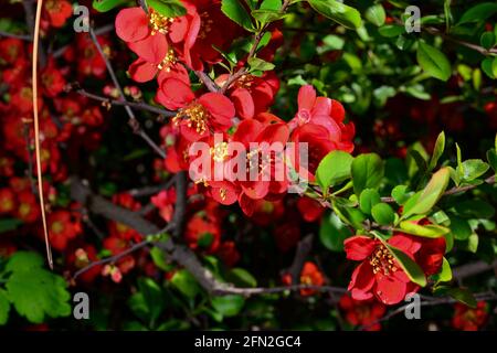 Fiori di henomeles in primavera nel giardino. Primo piano. Foto Stock