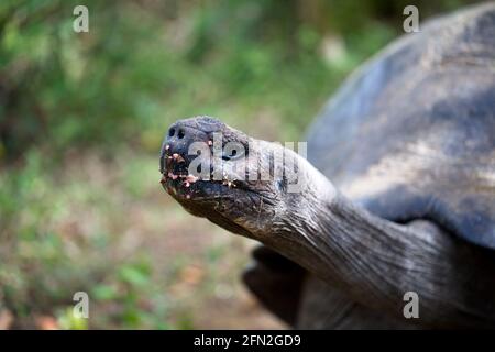 Primo piano di Galapagos Tartaruga (Chelonoidis nigra) che si stacca la testa e il collo delle isole Galapagos, Ecuador. Foto Stock