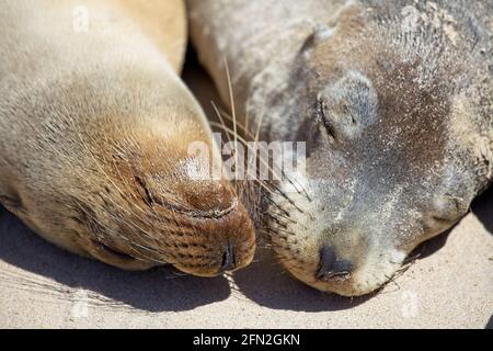 Closeup ritratto di due Galapagos Fur Seal (Arctocephalus galapagoensis) Isole Galapagos, Ecuador. Foto Stock