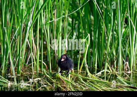 Vienna, Austria. Giovane moorhen nel parco acquatico Floridsdorf (Gallinula chloropus) Foto Stock