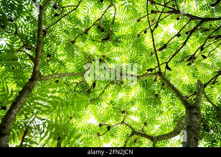 (Fuoco selettivo) vegetazione lussureggiante bella con alcune foglie verdi di felce. Una felce è un membro di un gruppo di piante vascolari. Sfondo naturale. Foto Stock