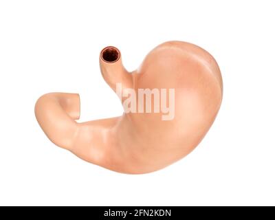 Rappresentazione 3d realistica e accurata dal punto di vista anatomico dell'organo interno umano - stomaco con duodeno isolato su sfondo bianco vista dall'alto Foto Stock