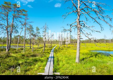Paesaggio naturale di Viru Bog (Viru raba) con passerella in legno. Parco Nazionale di Lahemaa, Estonia, Europa Foto Stock