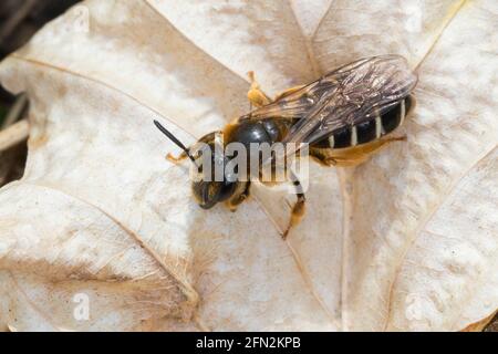 Robbeinige Furchenbiene, Weibchen, Halictus rubicundus, Arancio-leged solco-bee, Arancio-leged solco bee, Femmina, Schmalbienen, Furchenbienen, Halic Foto Stock
