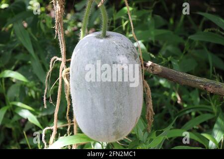 Cenere Gourd chiamato anche Benincasa hispida, la zucca di cera, zucca invernale, zucca di sego, zucca di cenere, melone invernale appeso in cortile Foto Stock