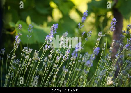 prato di lavanda nel vigneto al tramonto, brillare, foglia, raccolto, fattoria, copia, europeo, spazio, viaggio, montagna, lilla, aromaterapia, erbe, crusca Foto Stock