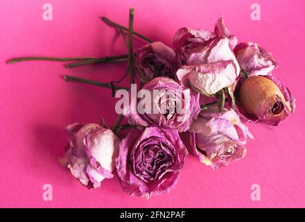 Rose secche su sfondo rosa. Foto Stock