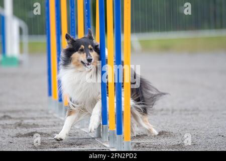 Collie facendo slalom sul corso di agilità del cane Foto Stock