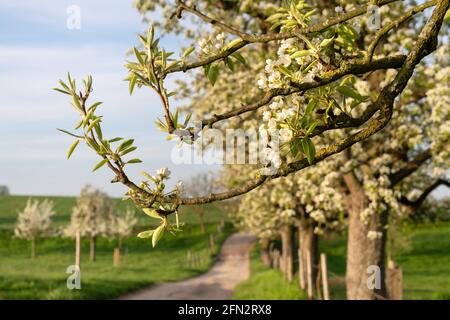 Immagine panoramica di un frutteto prato con alberi in fiore, Bergisches Land, Germania Foto Stock