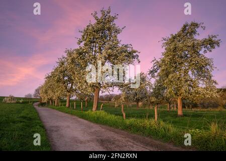 Immagine panoramica di un frutteto prato con alberi in fiore, Bergisches Land, Germania Foto Stock