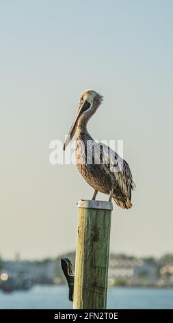 Un Pelican marrone seduto sulla cima di un palo di legno Foto Stock