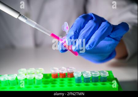 Scienziato che prende fuori soluzione chimica rosa in tubo eppendorf e. pipetta per ricerca biomedica con rack per provette su un bianco sfondo del banco Foto Stock