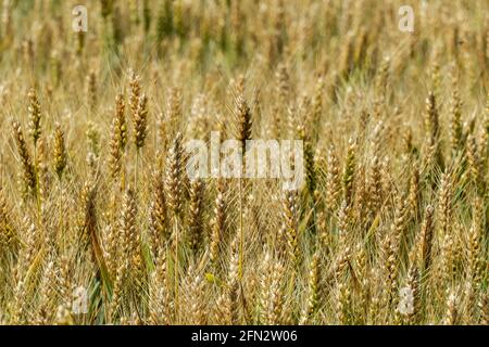 Weizenfeld im Juni, kurz vor der Ernte Foto Stock