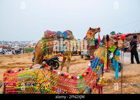 Vari cammelli alla fiera Pushkar Camel Foto Stock