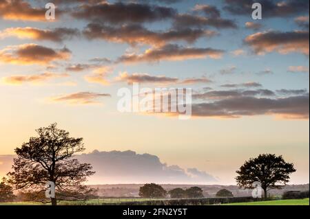 Due alberi dalle silhouette e un cielo fresco con una calda serata nuvole e nebbia lontana Foto Stock